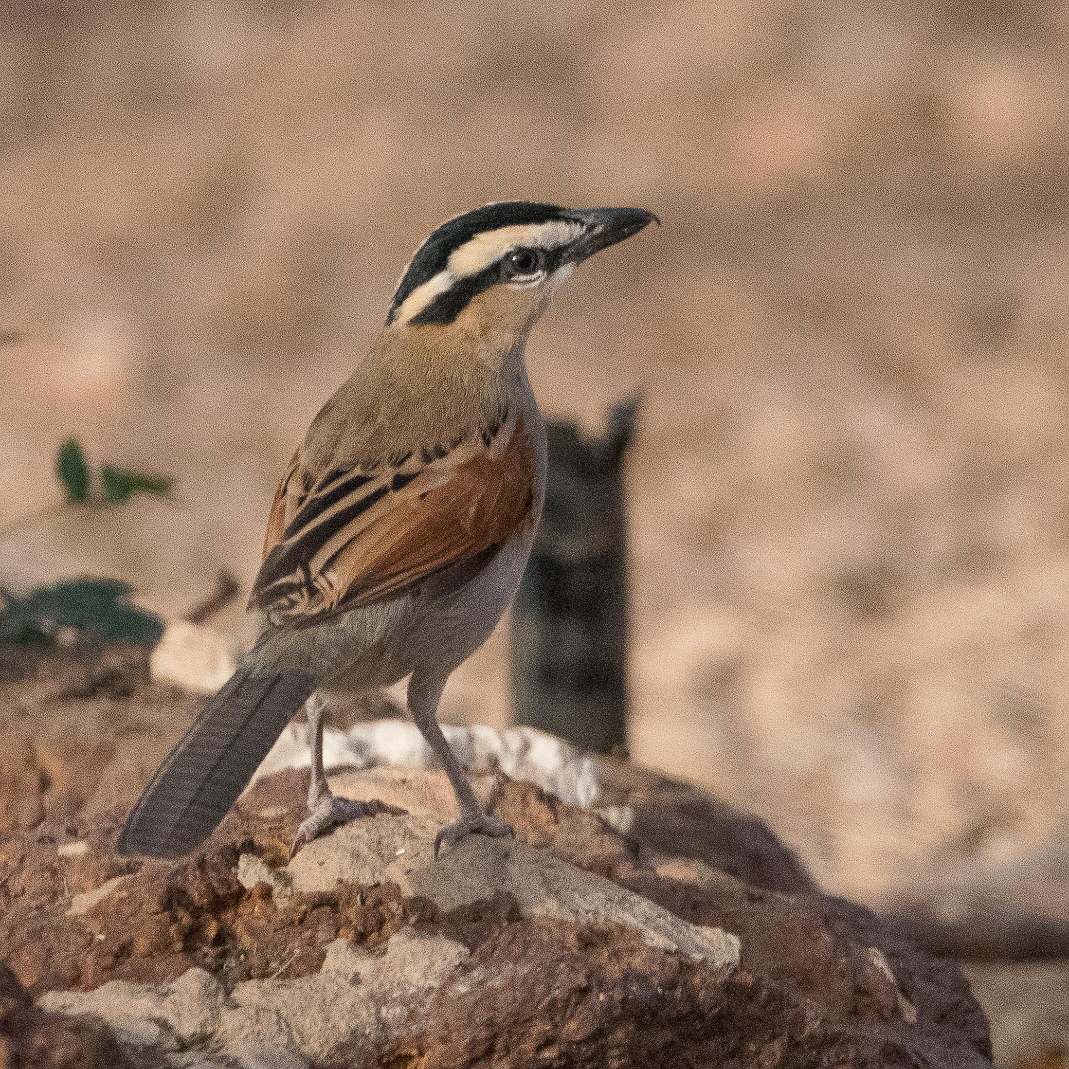 Tchagra à tête noire adulte (Black-crowned tchagra, Tchagra senegalus), Région de Thiès, Sénégal.